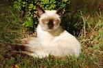 10 Traditional Thai Siamese Cat Names and Meanings-Kittentoob