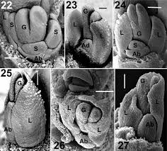 Image result for Hypolytrum goetghebeur