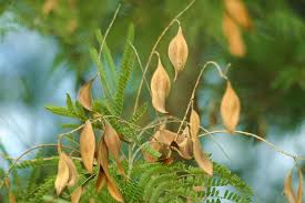 Image result for Peltophorum africanum