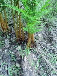 Image result for Dryopteris athamantica