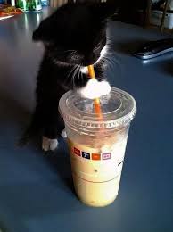 Look What I Found Cute Kittens For Sale Melbourne Google Cute Baby Animals Cute Animals Kittens Cutest