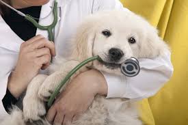Most emergencies do not require the high cost of going to a veterinary specialty hospital. Missoula Emergency Vet Clinic Sentinel Veterinary Medical Center