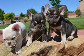 Prince aka purple reign, purple lilac tri. Rare Frenchies N English Bulldogs Rare French And English Bulldogs From Shrinkabull Dezinerbullz Lines Lilac And Chocolate Tri Colors