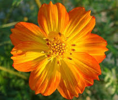 Enter your medication into the webmd interaction checker. Cosmos Sulphur Orange Cosmos Sulphureus Seeds Cosmos Flowers Types Of Oranges Benefits Of Gardening