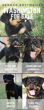 They are 10 weeks old and very friendly and playful. German Rottweiler Washington For Sale German Rottweiler Puppies German Rottweiler Rottweiler Puppies For Sale