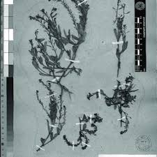 Image result for Linderniella gracilis