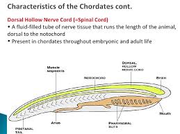 Phylum Chordata