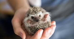African Hedgehog Husbandry And Nutrition Housing Diet