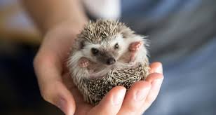 African Hedgehog Husbandry And Nutrition Housing Diet