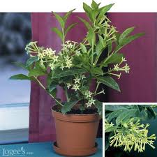 This list is dedicated to twelve of the most fragrant flowers you can plant in your yard so you can get even more joy out of your garden. Best Smelling Houseplants Diy Network Blog Made Remade Diy