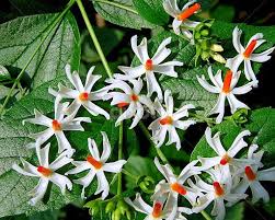 Parijat In 2020 Beautiful Flowers Wallpapers Wonderful Flowers Beautiful Flowers Garden