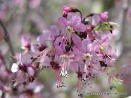 We did not find results for: Ungnadia Speciosa Mexican Buckeye Mountain States Wholesale Nursery