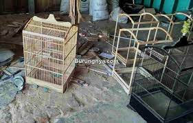 Berkokok di luar gelanggang, bila ke tengah menyusup di bawah kelengkang. 8 Cara Membuat Sangkar Burung Sendiri Dari Kayu Dan Bambu Burungnya Com
