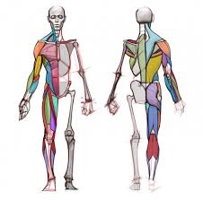 The upper arm is located between the shoulder joint and elbow joint. Male Muscle Anatomy Drawing Reference Novocom Top