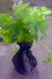 We did not find results for: Ashitaba Ojilombok