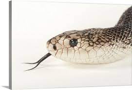 A Florida Pine Snake At Tampa S Lowry Park Zoo Pine Snake Oversized Art Snake