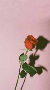 Love wallpaper gambar gambar bunga berwarna merah muda, image source: Bunga Mawar Wallpapers Free Bunga Mawar Wallpaper Download Wallpapertip