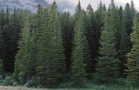 Deciduous trees' leaves change color in autumn and then fall off, leaving bare branches until spring. Best Time To Plant Evergreen Trees