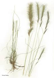 Image result for Aristida congesta