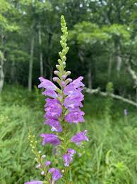 Image result for Physostegia