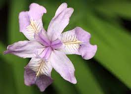 We only sell native plants from the lower northeastern parts of the united states, which includes trees, shrubs, vines, and flowers for both sun and shade. 5 Plants You Ll See Everywhere When You Move To Virginia Beach Va Sparefoot Moving Guides