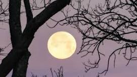 Soar Under the Stars: Full Moon Night Zip Tour – Buck Moon