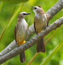 Burung crukcuk terkenal akan suaranya yang gacor sehingga ia pun kerap digunakan sebagai pemikat atau pancingan. Cara Membedakan Burung Trucukan Jantan Dan Betina Burung Betina Binatang