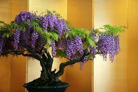 Wisteria Bonsai Tree Care Guide Wisteria Sp Bonsai Tree Gardener Wisteria Bonsai Bonsai Tree Care Wisteria Tree
