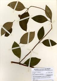 Image result for Melastomastrum segregatum