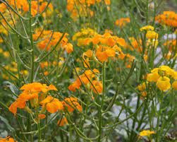 Als mauerritzenbewohner kam die wildform meist im umfeld von burganlagen vor, der goldlack (engl. Schoterich Goldlack Pflanzen Pflege Und Tipps Mein Schoner Garten