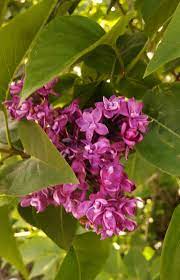 Lilac Flowers An Edible And Medicinal Treat Lilac Flowers Flowers Lilac