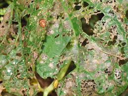 Species varivestis (mexican bean beetle). Mexican Bean Beetle Facts Information For The Control Of Bean Beetles