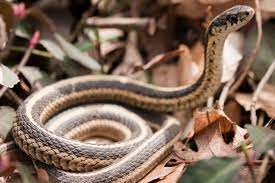 Don T Get Too Nervous It S Just A Little Garden Snake