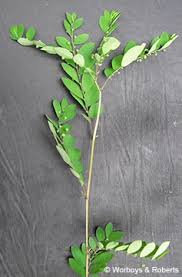 Image result for Phyllanthus amarus