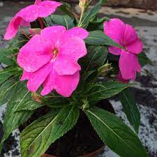 Overfertilizing is a common cause of nonflowering in plants. Indoor Plant Of The Month For October New Guinea Impatiens Life Is A Garden