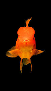 Are you searching for iphone fish wallpaper? Iphone Fish Wallpaper Kolpaper Awesome Free Hd Wallpapers