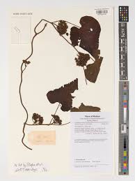 Image result for Lepistemon owariensis