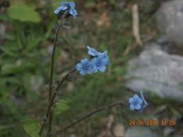 Image result for Cynoglossum coeruleum