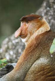 Oder suchen sie nach koboldmaki oder. Nasenaffen Auf Der Insel Pulau Gaya Im Norden Borneos