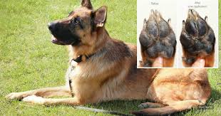 If Your Doggy Suffers From Painful Irritated Paws Try This Natural Diy Recipe Dry Paws Paw Balm Coconut Oil For Dogs