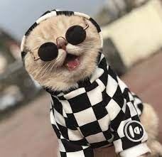 Korang rasa mana lebih ok, pakai kalau nak tengok balik koleksi cermin mata dulu, cik en kena cari balik album lama lama dan ada spek yang rare. Kucing Ini Jadi Penjual Ikan Paling Cool Dan Comel Di Vietnam