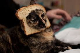 Cats living in nature get a large percentage of their water from the food they eat, since animal flesh has a high water content. Can Cats Eat Bread Tuxedo Cat