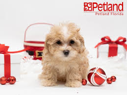Most trusted source of maltipoo puppies for sale. Petland Florida Has Maltipoo Puppies For Sale Check Out All Our Available Puppies Maltipoo Petland Puppy Friends Maltipoo Puppy Maltipoo Puppies For Sale