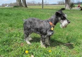 Check spelling or type a new query. Our Mini Schnauzers Russell Homestead Llc