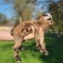 Nigerian Dwarf goats for sale Indiana from blueheronfarmindiana.com