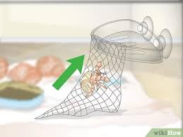 Hermit crab cage decorations for rooms. 3 Ways To Decorate Your Hermit Crab S Tank Wikihow