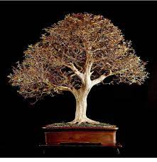 Everest Bonsai Nepal Posts Facebook