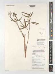 Image result for Afroligusticum scottianum