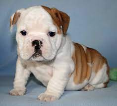 Mini American Bulldog Puppies With Mini American Bulldog Puppies Mix Mini American Bulldog Puppie English Bulldog Puppies Bulldog Puppies English Bulldog Puppy