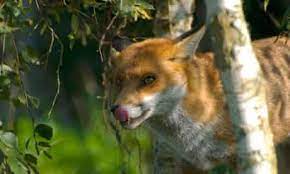 Foxes, their nature and how to get rid of them naturally nuisance foxes and the havoc they make. My Battle With The Urban Fox Wildlife The Guardian